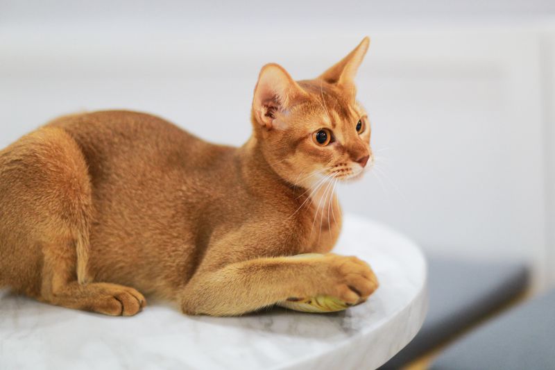 阿比西尼亚猫 - 然然猫舍繁育