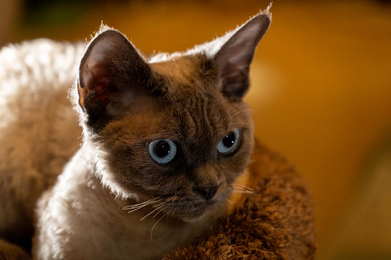 德文卷毛猫 - 然然猫舍繁育